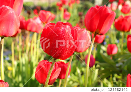 Delicate wild tulips in the spring garden.Abstract floral background,banner.The concept of the arrival of spring,floral card,template for design,selective focus Delicate wild tulips in the spring garden.Abstract floral background,banner.The concept of the arrival of spring,floral card,template for design,selective focus 123582142