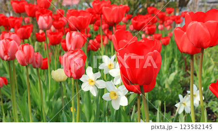 Delicate wild tulips in the spring garden.Abstract floral background,banner.The concept of the arrival of spring,floral card,template for design,selective focus Delicate wild tulips in the spring garden.Abstract floral background,banner.The concept of the arrival of spring,floral card,template for design,selective focus 123582145