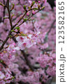 桜 123582165