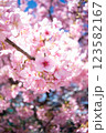 桜 123582167
