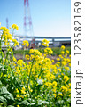 菜の花 123582169