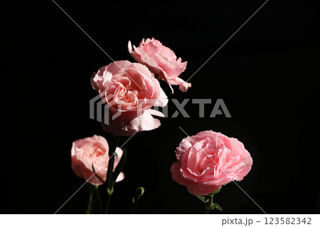Spring flowers on a black background, coziness of a new village house, beauty created by nature, an isolated flower 123582342