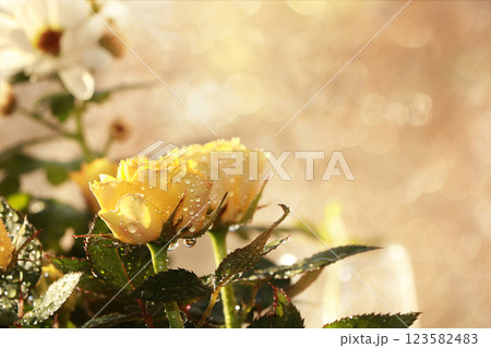 Spring flowers on a blurred light bokeh background, drops on flower buds create a wonderful mood; Spring flowers on a blurred light bokeh background, drops on flower buds create a wonderful mood; 123582483