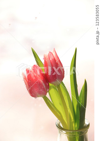 Spring tulips with a light background, drops on flower buds create a wonderful mood; 123583055