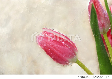 Spring tulips on a blurred light bokeh background, drops on flower buds create a wonderful mood; Spring tulips on a blurred light bokeh background, drops on flower buds create a wonderful mood; 123583057