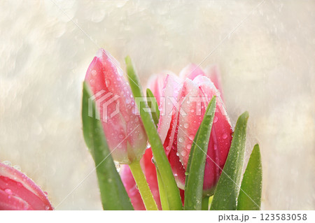 Spring tulips on a blurred light bokeh background, drops on flower buds create a wonderful mood; 123583058