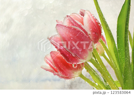 Spring tulips on a blurred light bokeh background, drops on flower buds create a wonderful mood; Spring tulips on a blurred light bokeh background, drops on flower buds create a wonderful mood; 123583064