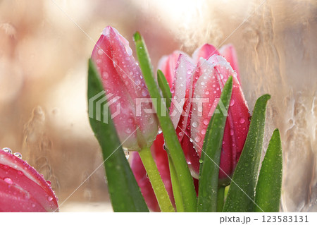 Spring tulips with a light background, drops on flower buds create a wonderful mood; Spring tulips with a light background, drops on flower buds create a wonderful mood; 123583131