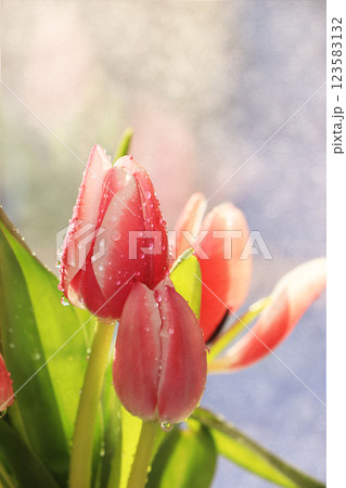 Spring tulips on a blurred light bokeh background, drops on flower buds create a wonderful mood; 123583132