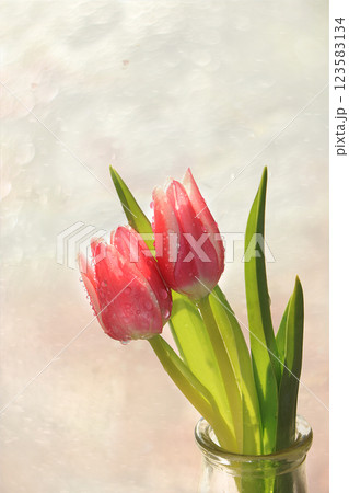 Spring tulips on a blurred light bokeh background, drops on flower buds create a wonderful mood; Spring tulips on a blurred light bokeh background, drops on flower buds create a wonderful mood; 123583134