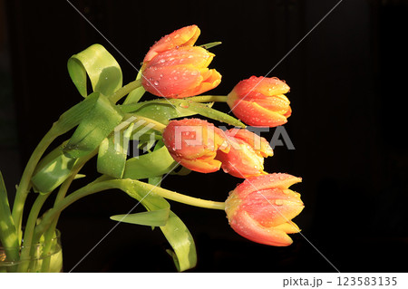 Flowers with drops on a black background, beautiful tulips with drops after the rain Flowers with drops on a black background, beautiful tulips with drops after the rain 123583135