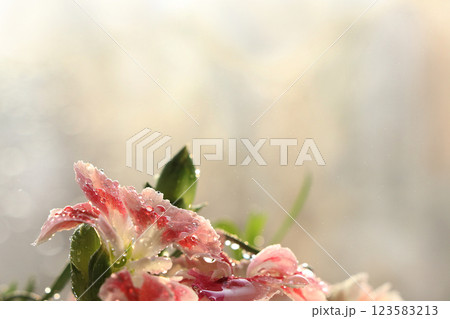 Spring blurred background with bokeh and carnations after rain in the garden, selective focus, abstract first flowers against the bokeh background at sunset, delicate colors of flowers in the rays of 123583213