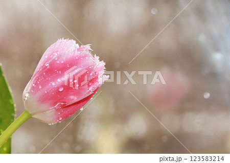 Flower with drops on a white background, beautiful tulip with drops after the rain, the arrival of spring 123583214