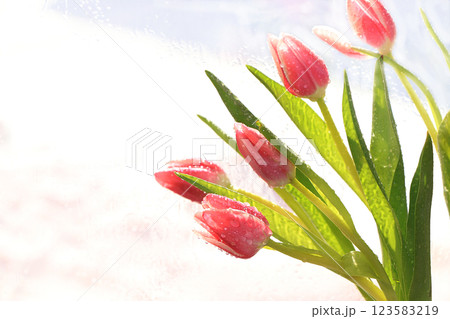 Spring tulips with a light background, drops on flower buds create a wonderful mood; Spring tulips with a light background, drops on flower buds create a wonderful mood; 123583219