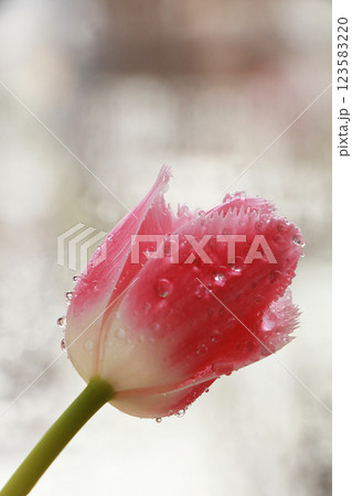 Flower with drops on a white background, beautiful tulip with drops after the rain, the arrival of spring Flower with drops on a white background, beautiful tulip with drops after the rain, the arrival of spring 123583220