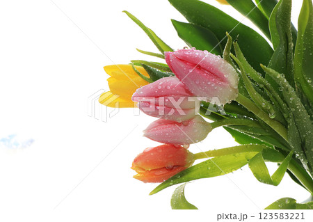 Spring tulips with a light background, drops on flower buds create a wonderful mood; Spring tulips with a light background, drops on flower buds create a wonderful mood; 123583221