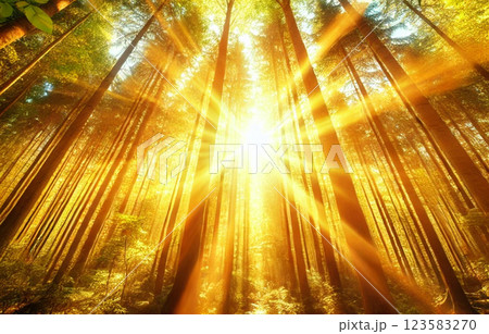 黄金の光が降り注ぐ幻想的な森 123583270