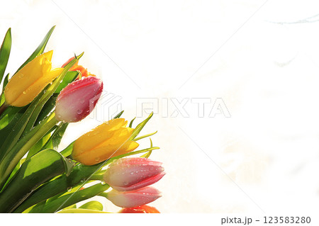 Spring tulips with a light background, drops on flower buds create a wonderful mood; Spring tulips with a light background, drops on flower buds create a wonderful mood; 123583280