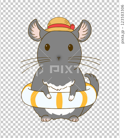Chinchilla (Black Velvet) ready to swim 123583306