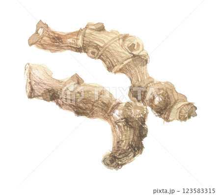 水彩で描いたトチバニンジンの根　栃葉人参の根 123583315