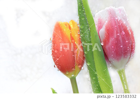 Flower with drops on a white background, beautiful tulip with drops after the rain, the arrival of spring Flower with drops on a white background, beautiful tulip with drops after the rain, the arrival of spring 123583332