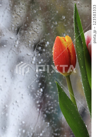 Tulips with drops on the background of rain, raindrops on wet glass, sad mood, the arrival of spring 123583333