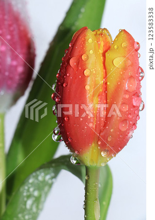 Flower with drops on a white background, beautiful tulip with drops after the rain, the arrival of spring 123583338