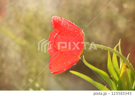 Spring blurred background with bokeh and tulip, abstract first flowers on bokeh background at sunset, delicate colors of flowers in the rays of the sun Spring blurred background with bokeh and tulip, abstract first flowers on bokeh background at sunset, delicate colors of flowers in the rays of the sun 123583343