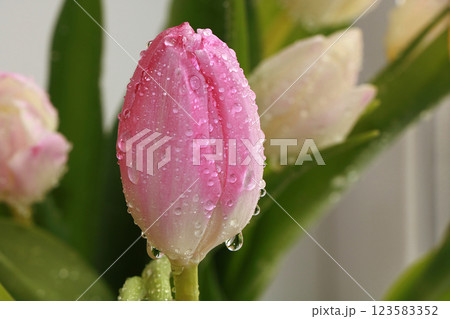 Flower with drops on a white background, beautiful tulip with drops after the rain, the arrival of spring 123583352