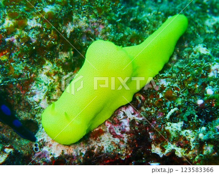 レモンウミウシ Notodoris citrina　沖縄県 123583366