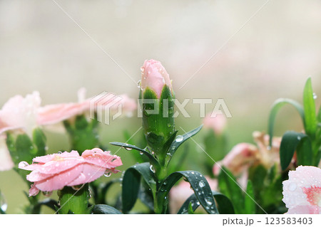 Spring blurred background with bokeh and carnations after rain in the garden, selective focus, abstract first flowers against the bokeh background at sunset, delicate colors of flowers in the rays of 123583403