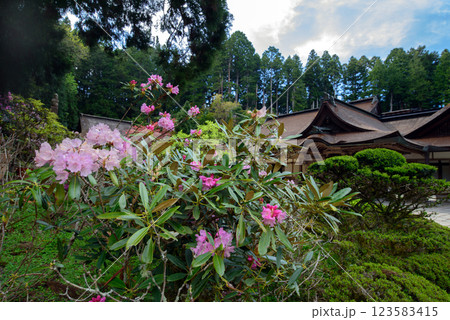 高野山　金剛三昧院 123583415