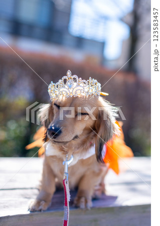 公園で遊ぶカニンヘンダックス　ダックスフンド 123583457