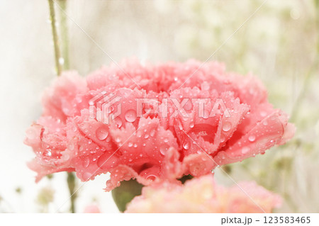 Spring flowers with a blurred focus on a light bokeh background, drops on the buds create a wonderful mood, an abstract background created by nature, 123583465