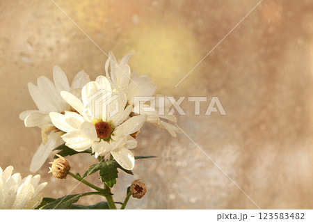Spring flowers on a blurred light bokeh background, drops on flower buds create a wonderful mood; Spring flowers on a blurred light bokeh background, drops on flower buds create a wonderful mood; 123583482