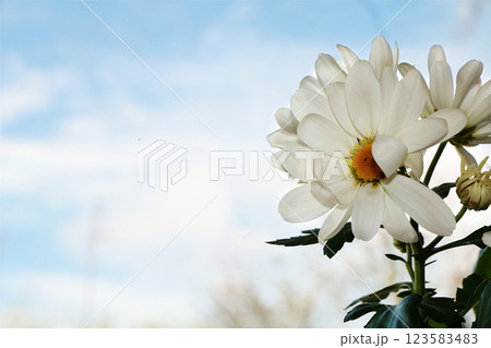 Spring flowers against the blue sky, spring has come and a new life is born Spring flowers against the blue sky, spring has come and a new life is born 123583483