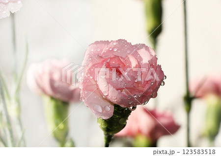 Spring flowers with drops on a light background, coziness of a new village house and a sunny bright morning Spring flowers with drops on a light background, coziness of a new village house and a sunny bright morning 123583518