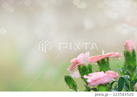 Abstract floral background with blurred background with bokeh.Delicate carnation flowers with dew drops after rain in the spring garden.The concept of the arrival of spring,floral card,template for 123583520