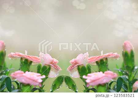 Abstract floral background with blurred background with bokeh.Delicate carnation flowers with dew drops after rain in the spring garden.The concept of the arrival of spring,floral card,template for Abstract floral background with blurred background with bokeh.Delicate carnation flowers with dew drops after rain in the spring garden.The concept of the arrival of spring,floral card,template for 123583521