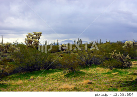 Landscape Sonora Desert Arizona 123583604