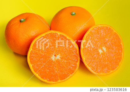 黄色背景で撮影したセトカ 黄色背景で撮影したセトカ 123583616