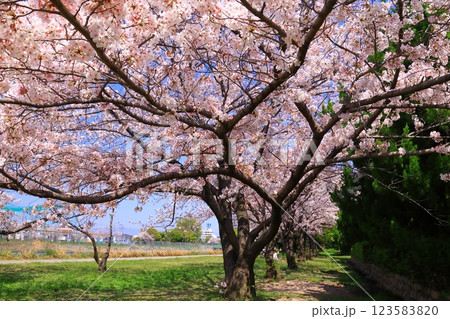 旧猪名川の桜並木（兵庫県尼崎市） 123583820