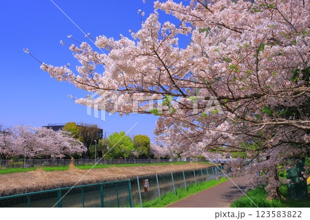 旧猪名川の桜並木(兵庫県尼崎市) 旧猪名川の桜並木(兵庫県尼崎市) 123583822