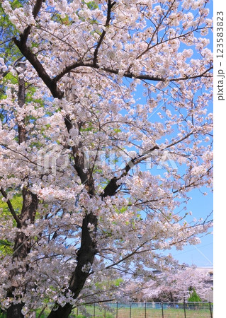 旧猪名川の桜並木(兵庫県尼崎市) 旧猪名川の桜並木(兵庫県尼崎市) 123583823
