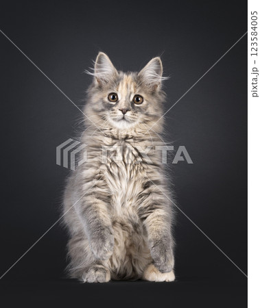 Maine Coon cat kitten on black background Maine Coon cat kitten on black background 123584005