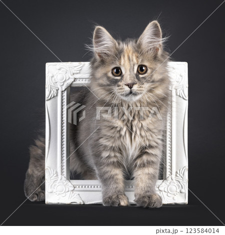 Maine Coon cat kitten on black background Maine Coon cat kitten on black background 123584014