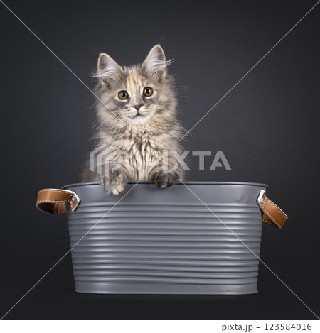 Maine Coon cat kitten on black background Maine Coon cat kitten on black background 123584016