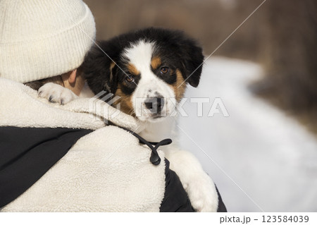 Portrait of a tricolor Aussie Australian Shepherd puppy. Photo in the hands of a girl in winter against a background of snow Portrait of a tricolor Aussie Australian Shepherd puppy. Photo in the hands of a girl in winter against a background of snow 123584039