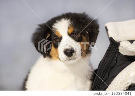 Portrait of a tricolor Aussie Australian Shepherd puppy. Photo in the hands of a girl in winter against a background of snow Portrait of a tricolor Aussie Australian Shepherd puppy. Photo in the hands of a girl in winter against a background of snow 123584041