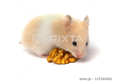 Cute hamster eating nuts close up on white background Cute hamster eating nuts close up on white background 123584082